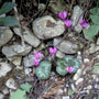 Cyclaam - Cyclamen purpurascens