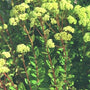 Bleke hemelsleutel - Sedum telephium subsp. maximum
