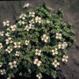 Sneeuwbal - Viburnum x Burkwoodii 'Anne Russell'