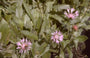 Korenbloem - Centaurea montana 'Carnea'