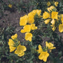 Teunisbloem - Oenothera fruticosa 'Yellow River'