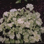 Bijenblad - Melittis melissophyllum