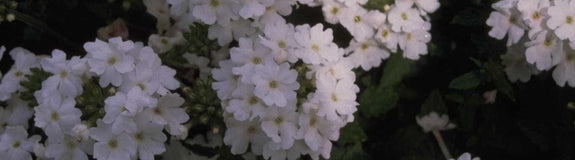 Verbena - Verbena 'Elegance White'