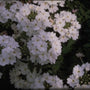 Verbena - Verbena 'Elegance White'