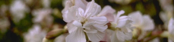 Saponaria officinalis 'Alba Plena'