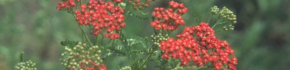Gewoon duizendblad - Achillea millefolium 'Red Beauty'