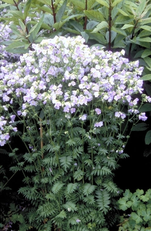 Polemonium 'Hopley's'