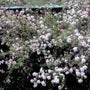 Bruidsbloem - Deutzia x elegantissima 'Rosealind'
