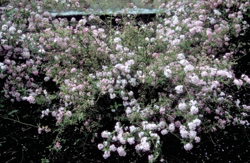 Bruidsbloem - Deutzia x elegantissima 'Rosealind'