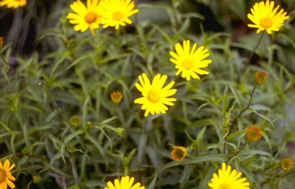 Buphthalmum salicifolium 'Dora'