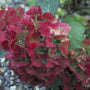 Hortensia - Hydrangea macrophylla 'Deutschland'