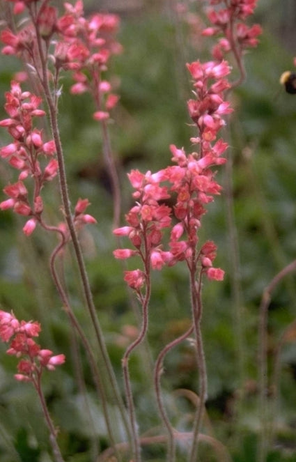 Purperklokje - Heuchera 'Pruhoniciana'