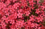 Hortensia - Hydrangea macrophylla 'Europa'