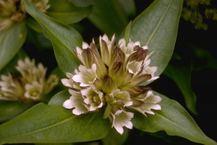 Gentiana tibetica