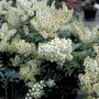 Rotsheide - Pieris japonica 'Debutante'