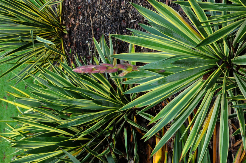 Palmlelie - Yucca glauca