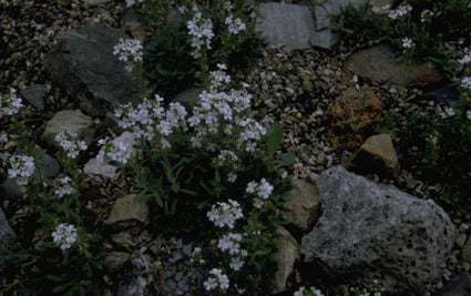 Alpenleverbalsem - Erinus alpinus 'Albus'
