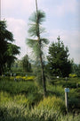 Pinus ponderosa 'Pendula'