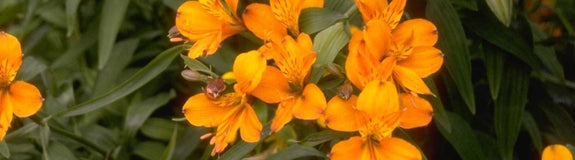 Peruviaanse lelie - Alstroemeria aurea 'Orange King'