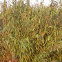 Bamboe - Fargesia murieliae 'Simba'
