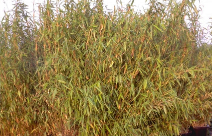 Bamboe - Fargesia murieliae 'Simba'