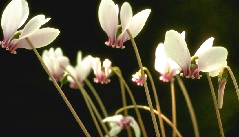 Cyclaam - Cyclamen hederifolium 'Album'