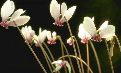 Cyclaam - Cyclamen hederifolium 'Album'