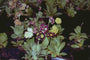 Tuinaurikel - Primula x pubescens 'Monarch Strain'