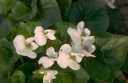 Viooltje - Viola sororia 'Albiflora'