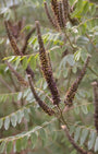 Indigostruik - Amorpha fruticosa