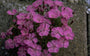 Alpenanjer - Dianthus alpinus