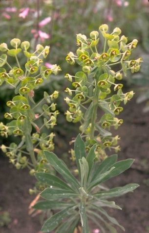 Wolfsmelk - Euphorbia characias 'Forescate'