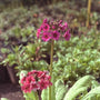 Japanse Sleutelbloem - Primula japonica 'Miller's Crimson'