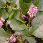 Schoenlappersplant - Bergenia x schmidtii