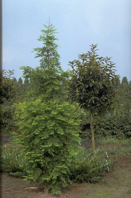 Watercipres - Metasequoia glyptostroboides 'Sheridan Spire'