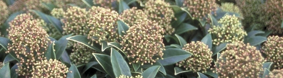 Skimmia japonica 'Marlot'