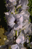 Ridderspoor - Delphinium 'Guinevere'