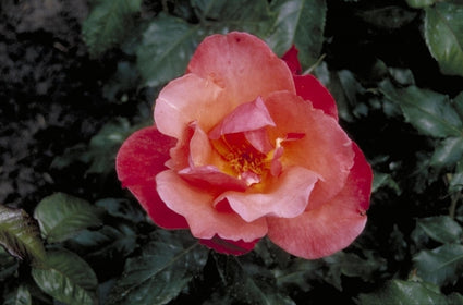 Grootbloemige roos - Rosa 'All that Jazz'