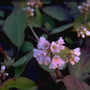 Schoenlappersplant - Bergenia Crassifolia