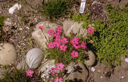 Anjer - Dianthus pavonius