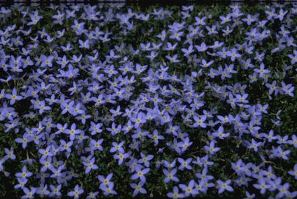 Houstonia caerulea 'Millard's Variety'