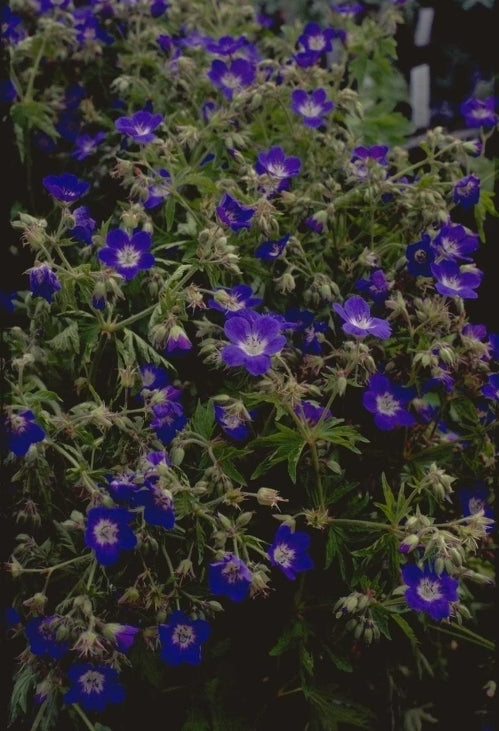 Geranium sylvaticum 'Amy Doncaster'