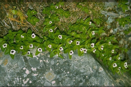 Zweedse Kornoelje - Cornus suecica