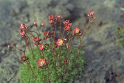 Saxifraga 'Farbenkissen'