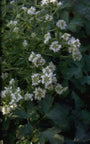 Pycnanthemum pilosum