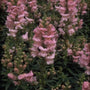 Grote leeuwenbek - Antirrhinum majus 'Coronette Pink'