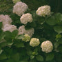 Hortensia - Hydrangea macrophylla 'Soeur Therese'