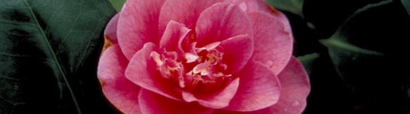 Camelia - Camellia japonica 'Margherita Coleoni'