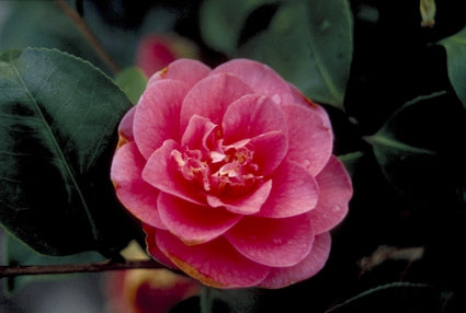 Camelia - Camellia japonica 'Margherita Coleoni'