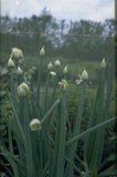 Sierui / Grof Bieslook - Allium Fistulosum